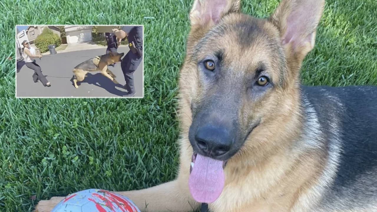 Sacrifican a Zeus después de meses de controversia en Elk Grove