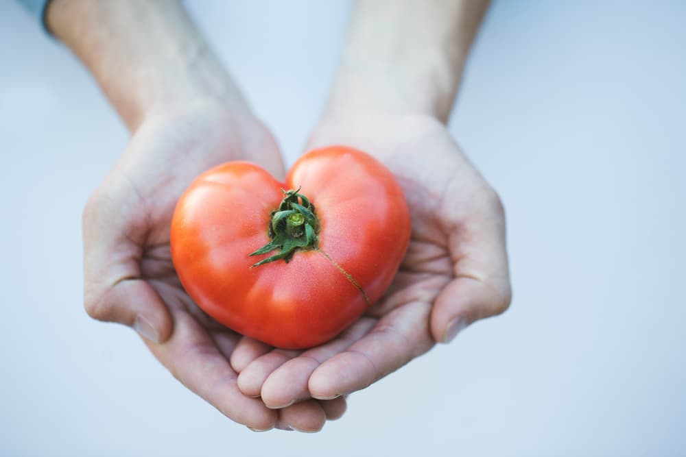 Y es que las hojas de la tomatera despedían un fuerte olor y descubrieron que en realidad sí llegaban a ser tóxicas en altos niveles, pero poco a poco, a través de los siglos, se fueron animando a probar el tomate y a introducirlo en su gastronomía.