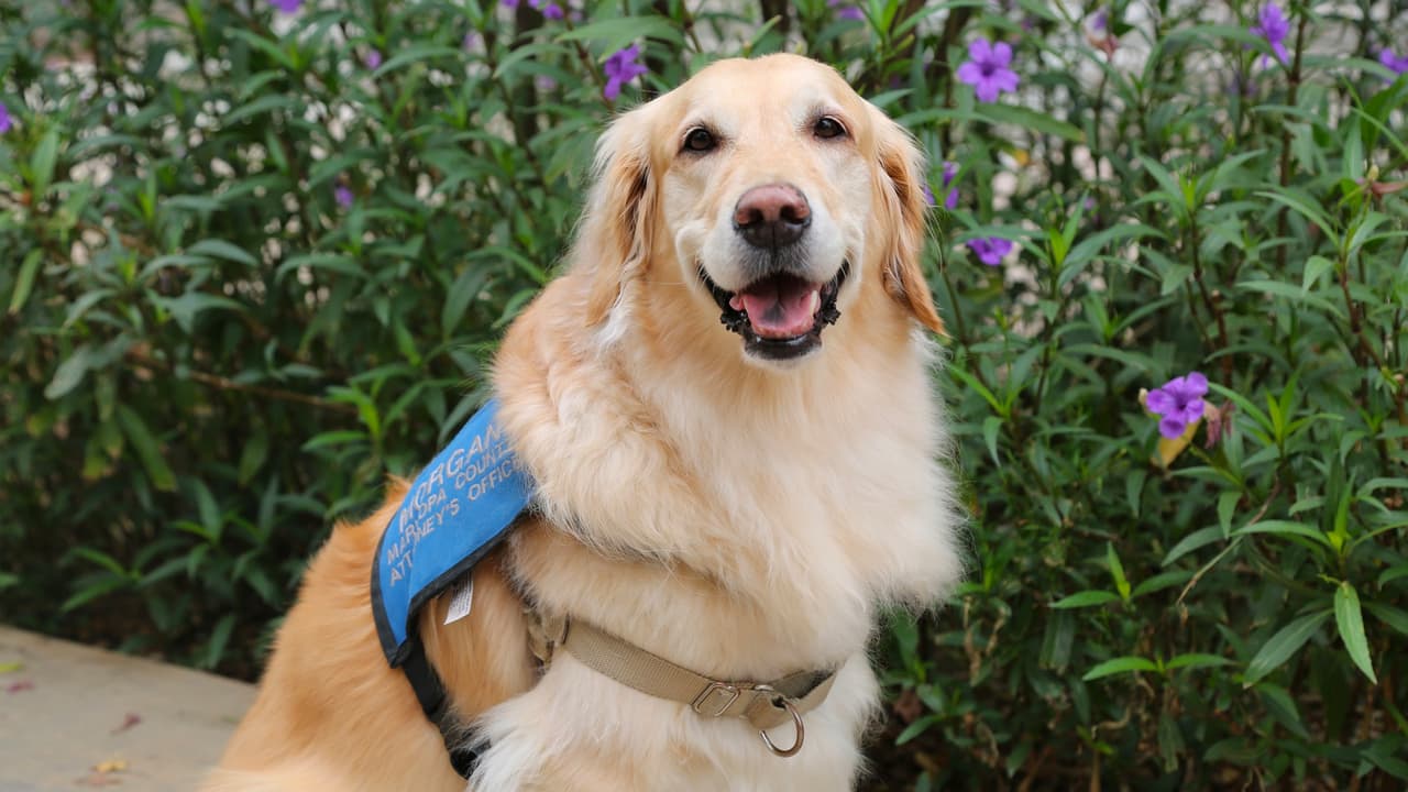 Ofrecerán vacunas y licencias para perros gratis en el condado de Maricopa