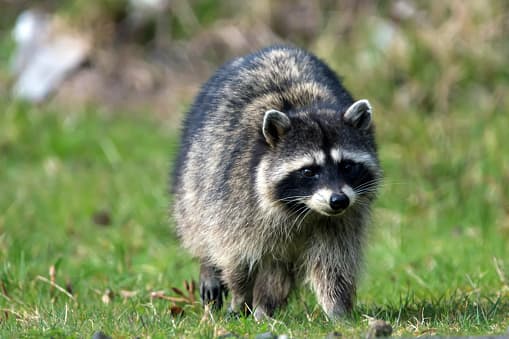 ¿Cuáles son los síntomas de la rabia y qué hacer si es mordido por un animal? 