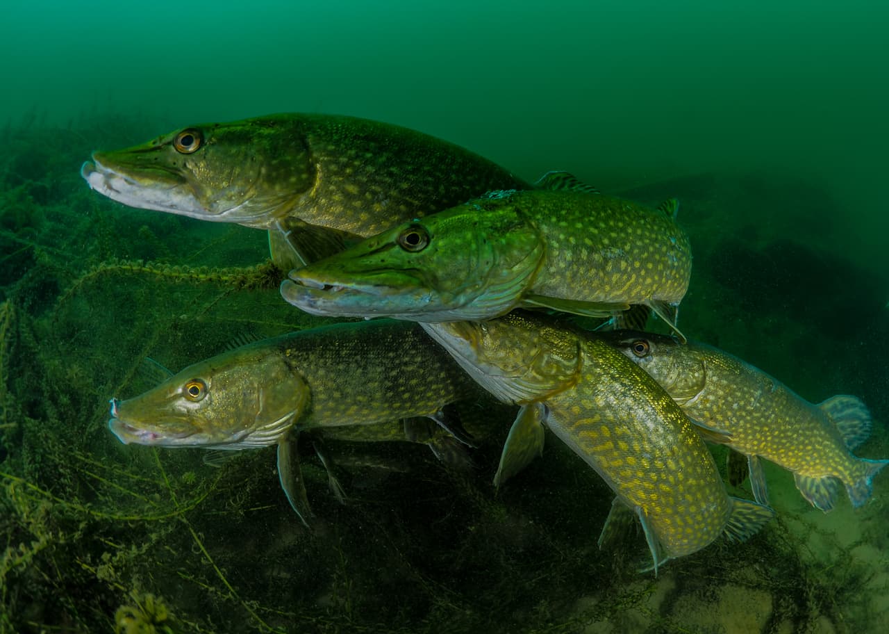 ¿Cuántos lucios? - Ganador, Fotógrafo submarino británico más prometedor. Un grupo de lucios macho se amontonan al acecho de una hembra para reproducirse. Gracias a su fijación, el fotógrafo pudo acercarse lo suficiente para tomarles este retrato 'íntimo'.