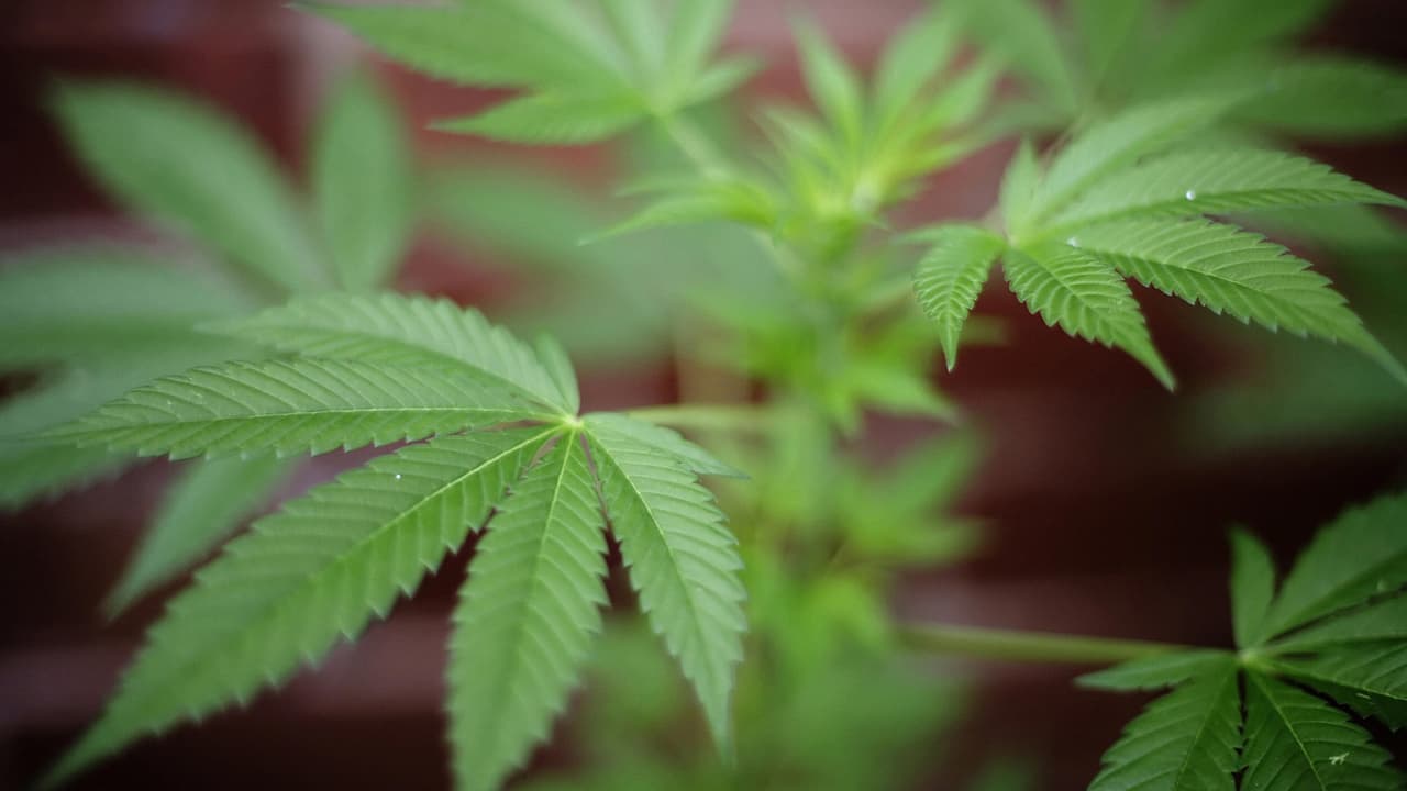 Debate sobre la Enmienda 3: impacto de la marihuana recreativa en la seguridad pública