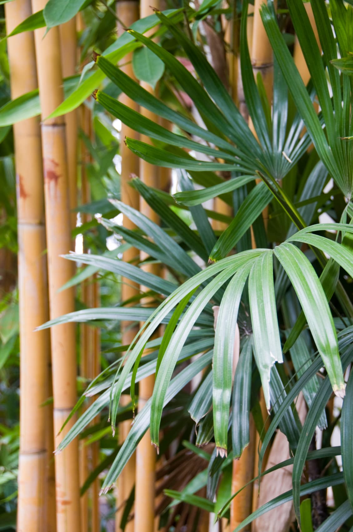 Tener plantas específicas puede reducir el estrés, proporcionar paz y una sensación de bienestar. Aunque suene obvio, cabe aclarar y resaltar que debes mantener vivas a las plantas, dándoles particular cuidado dependiendo del tipo.