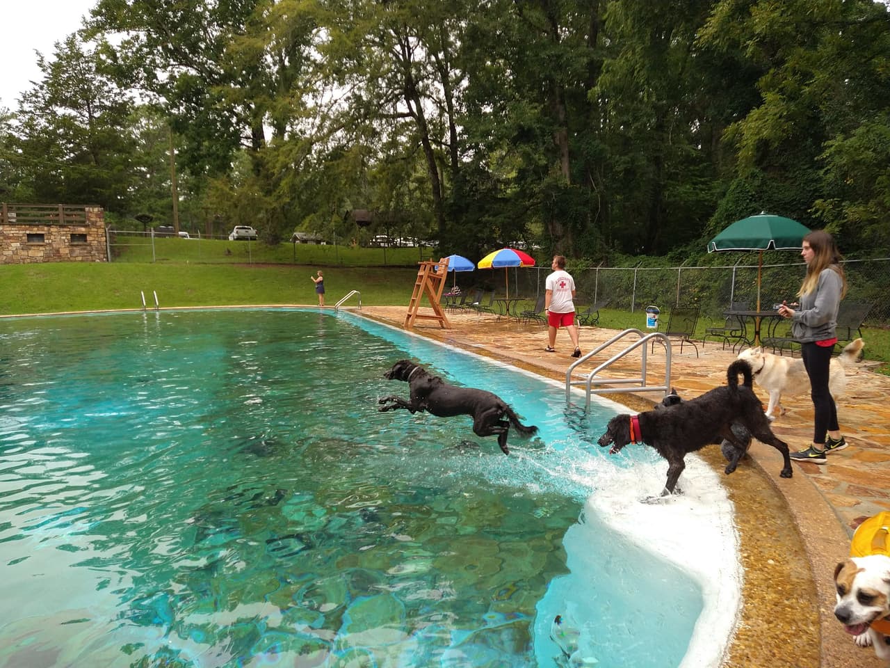 Después del Día del Trabajo, en el verano, justo el último día de la temporada de natación, 
<b><a href="https://explore.gastateparks.org/info/303774">los perritos pueden darse un chapuzón en la piscina sin correa</a></b>. Para disfrutar de las festividades, los propietarios deberán traer comprobante de vacunación antirrábica vigente.