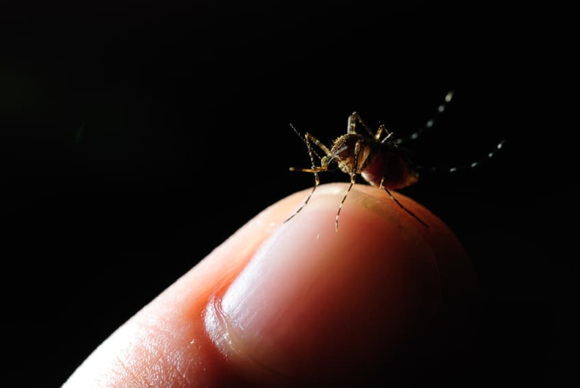Salud confirma ocho casos de dengue en la Isla