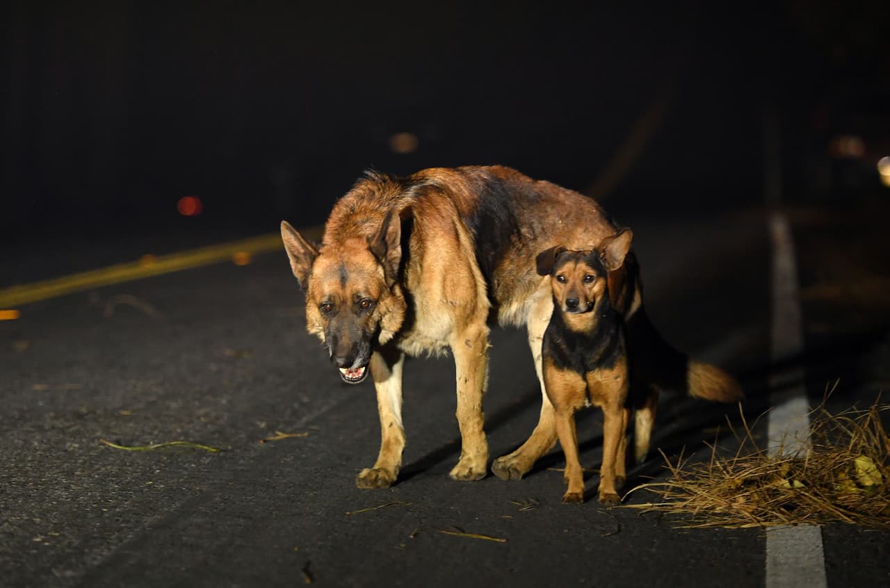 Algunos perros vagaron por los vecindarios calcinados de Paradise. 
<b>Cientos de hogares, un hospital, decenas de negocios y otras estructuras quedaron destrozadas por el fuego Camp Fire.</b>
