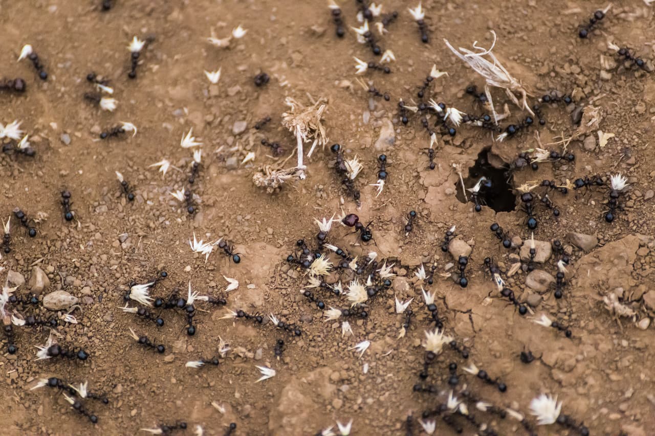 Las hormigas conductoras pueden liberar, por medio de su mordida, un ácido fórmico que provoca dolor extremo y alcanza a reducir el cuerpo de una persona a los huesos en cuatro horas.