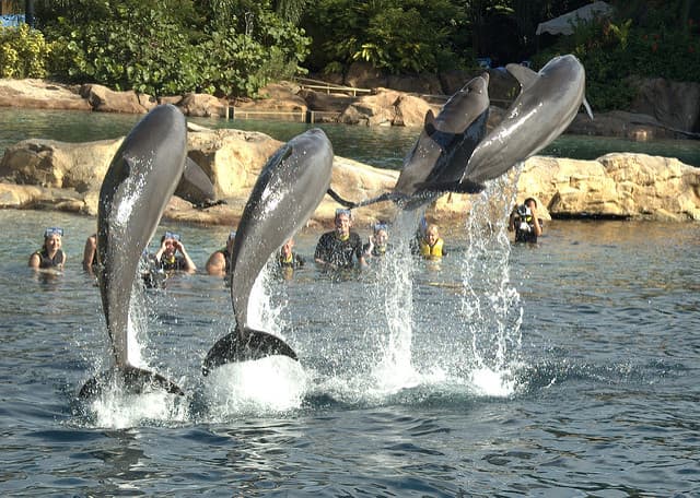 <b>2. Cabo Discovery en Orlando, Florida,</b> ofrece la experiencia de un contacto cercanísimo con la fauna marina.
<b> </b> Foto: 
<a href="https://www.flickr.com/photos/d4rr3ll/">Darrell Taylor</a> / Flickr.