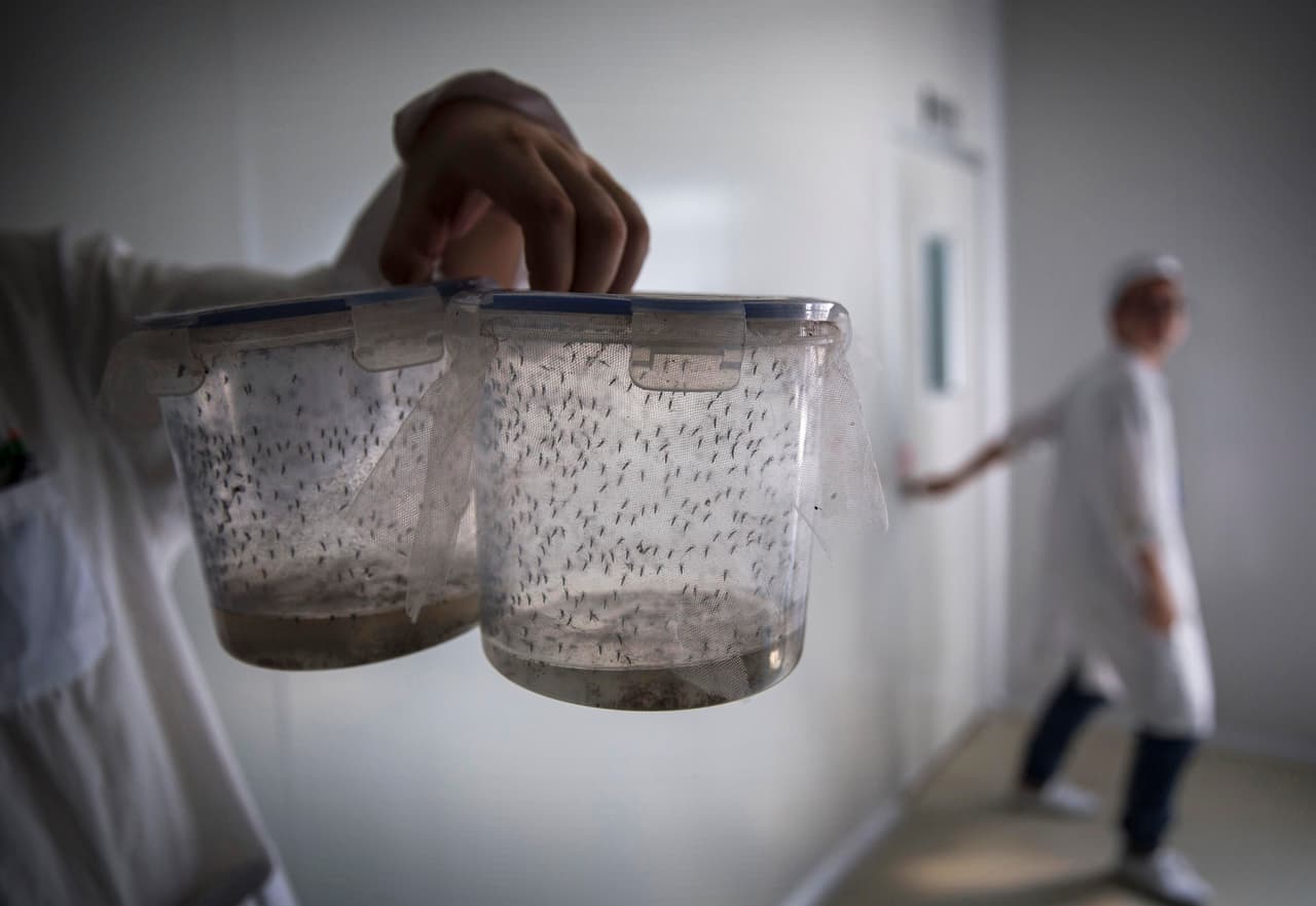 Los mosquitos machos son modificados geneticamente: los hacen estériles.