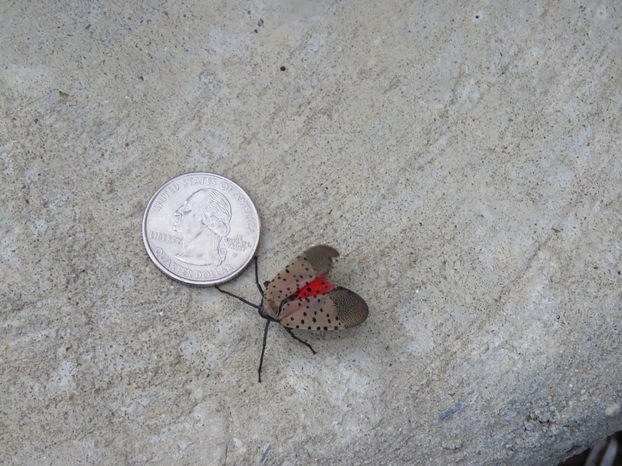 Autoridades de NY alertan por invasión de mosca linterna moteada 
