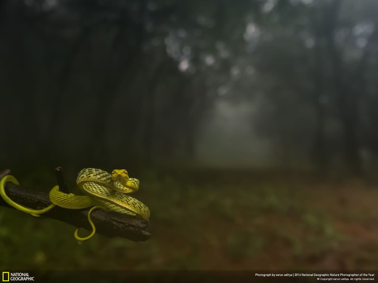 Varun Aditya se topó con esta culebra verde en uno de sus paseos por el bosque. "La quietud me hacía dudar si era de noche o de día. Había una neblina densa, una brisa fría (...) y, de momento, vi esta belleza de 20 centímetros". Fue elegida como el mejor retrato de un animal del 2016.