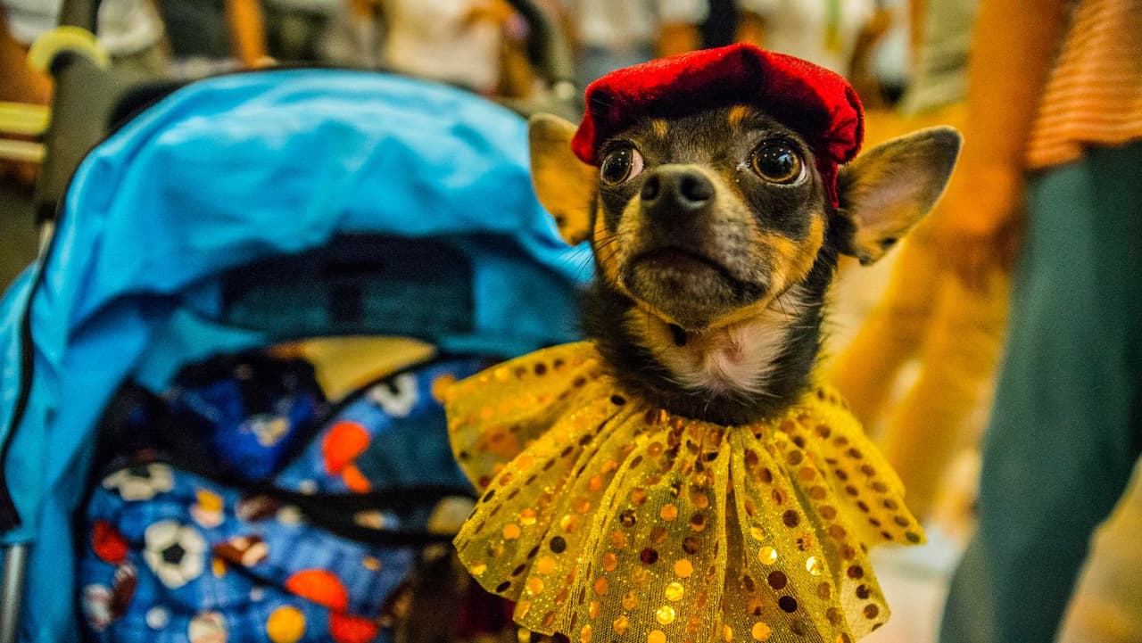 <b>¿Se puede contagiar a los humanos? </b>No es probable. Los virus de la influenza A canina son diferentes de los virus de la influenza A estacional que se propagan anualmente entre las personas, según los 
<b>Centros para el Control y la Prevención de Enfermedades</b>.
<br>