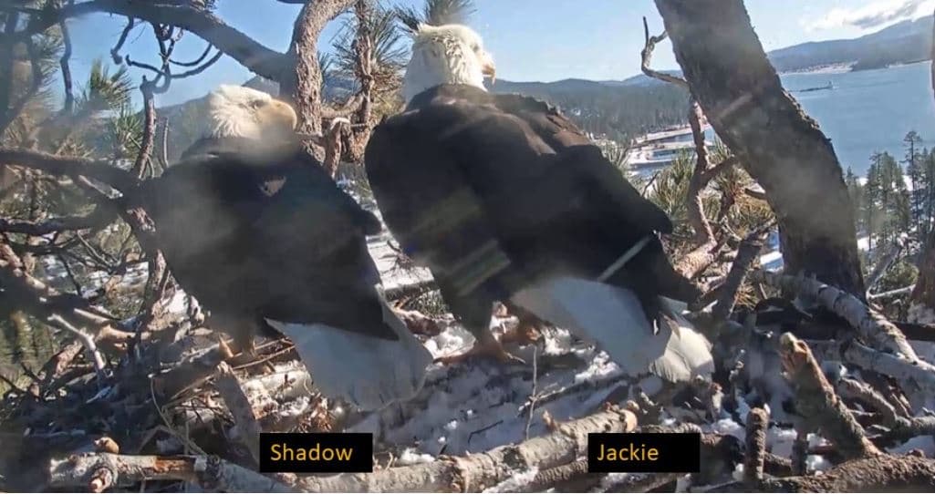 En cuanto a sus edades, para las águilas que se encuentran actualmente en este nido, cada una ha estado en el nido desde que cumplieron 5 años, así que sabemos su edad. Jackie, la hembra, cumplió 5 años en la primavera de 2017 (por lo tanto eclosionó en la primavera de 2012) y Shadow, el macho, cumple 5 años en la primavera de 2019 (por lo tanto, eclosionó en la primavera de 2014).
<br>