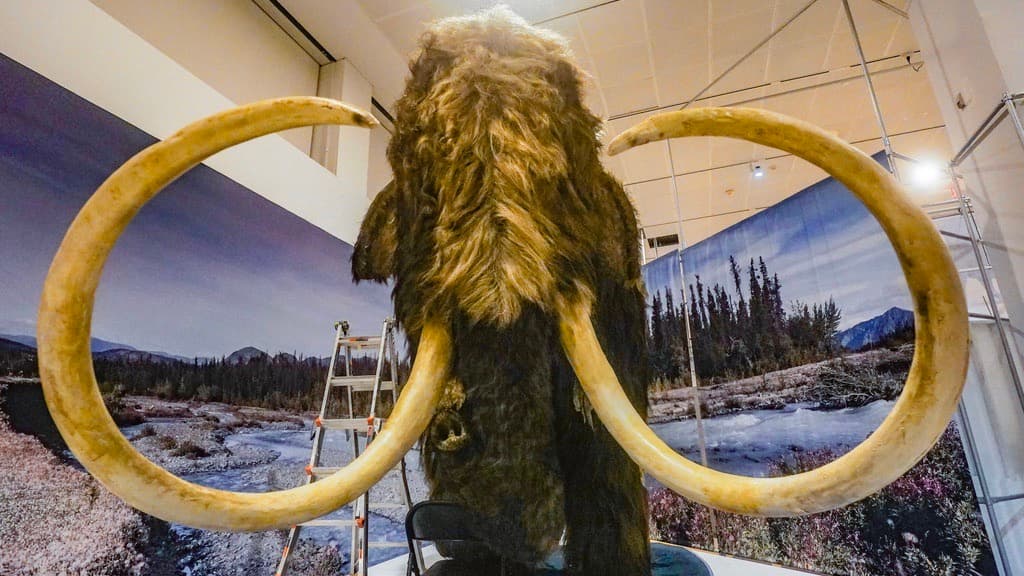 Científicos anuncian "un gran paso" en el proceso de regresar el mamut lanudo a la vida