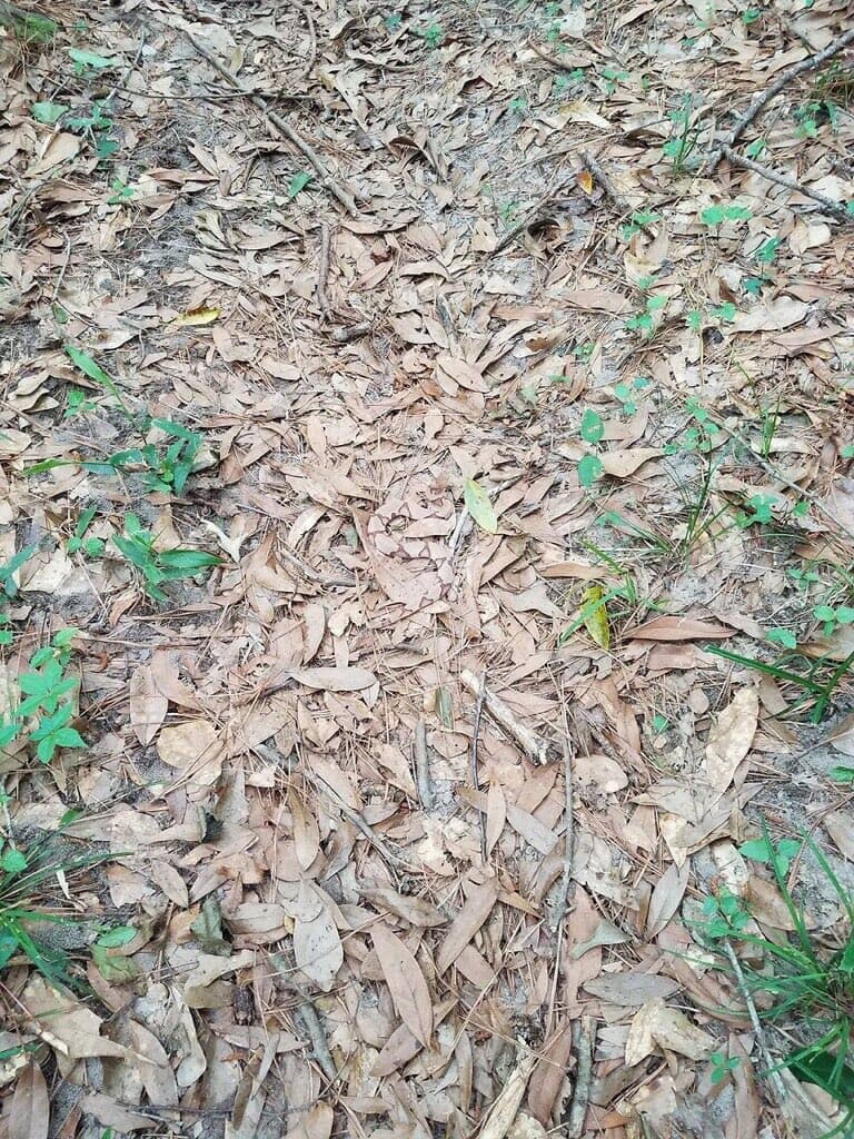 Una bióloga compartió esta imagen en su Twitter preguntando si la gente era capaz de ver la serpiente venenosa que se camuflaje entre las hojas. ¿la puedes ver?