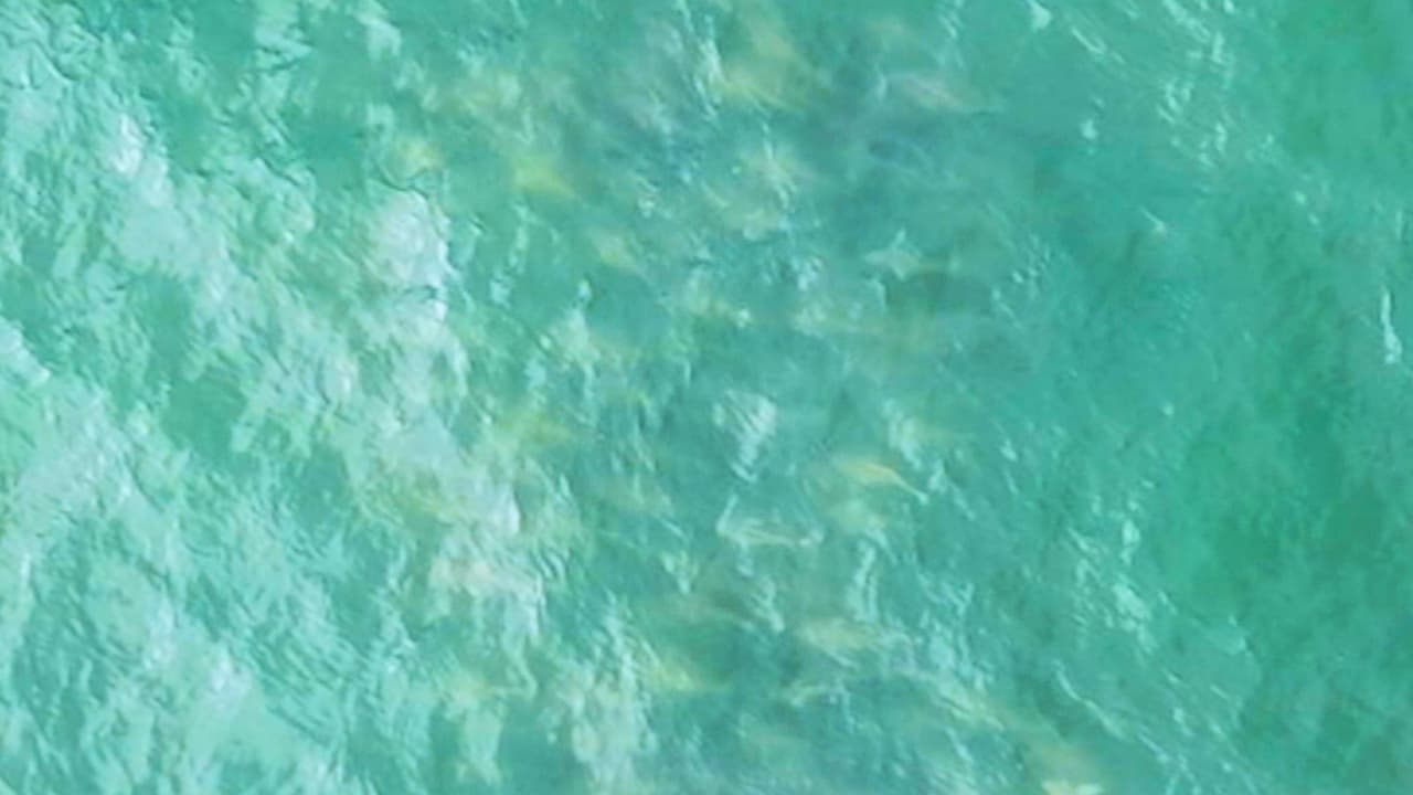El video fue compartido por el Departamento de Parques del Estado de Nueva York que observó un 
<b><a href="https://www.univision.com/local/nueva-york-wxtv/drone-capta-50-tiburones-nadando-cerca-de-playas-de-nueva-york-video" target="_blank">cardumen de tiburones a pocas yardas de la costa.</a></b>