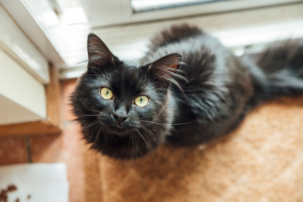 "Un maestro de la manipulación": la increíble y milenaria historia de cómo los gatos se ganaron el corazón de los humanos 
