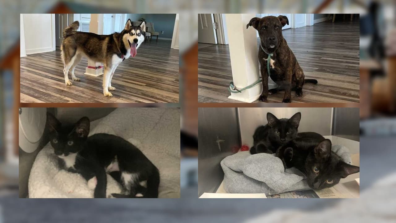 Perros y gatos sobrevivientes del huracán Ian llegan a Pensilvania y necesitan un hogar