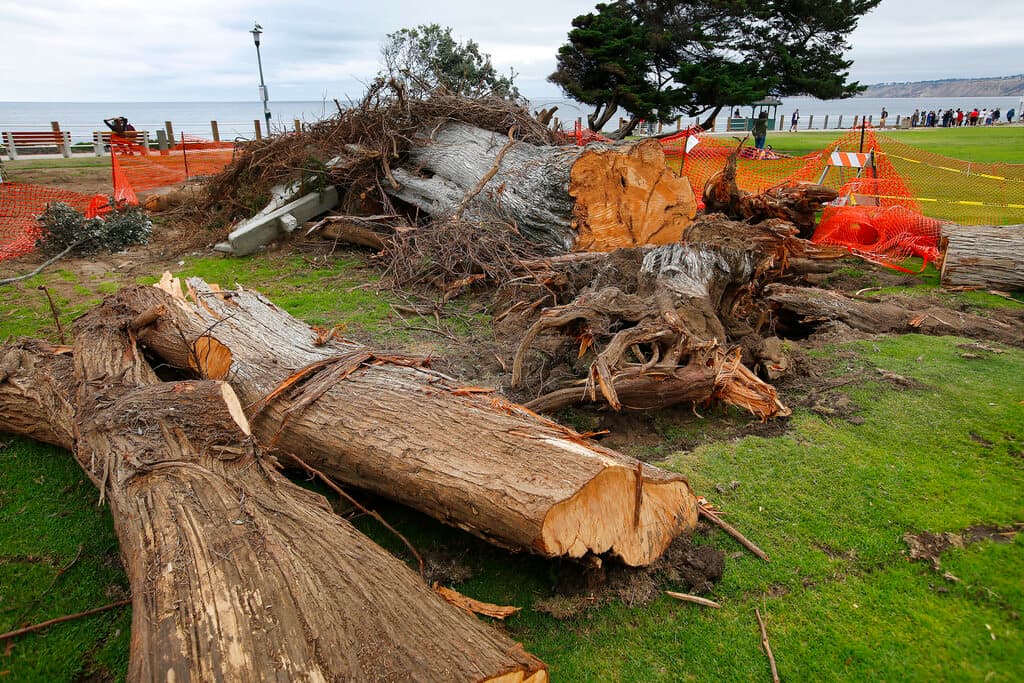 Se cae árbol que inspiró el cuento 'El Lorax' de Dr. Seuss