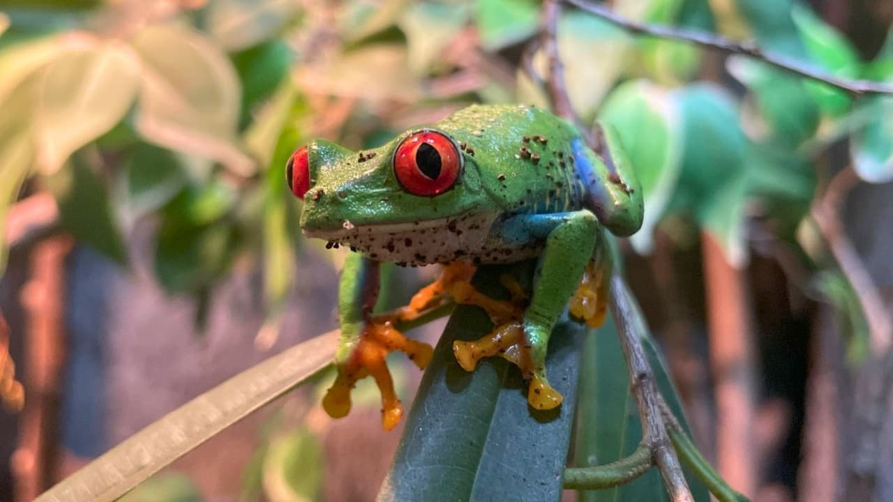 <h3 class="cms-H3-H3">✅ ¿Qué debes saber antes de ir? </h3>
<br>Los boletos solo se venden en línea: 
<a href="https://www.dallaszoo.com/summer-deals/" target="_blank">DallasZoo.com </a>
<br>No olvides el protector solar, agua y sombrero
<br>Puedes llevar tu comida (evita envases de vidrio, alcohol o popotes desechables)