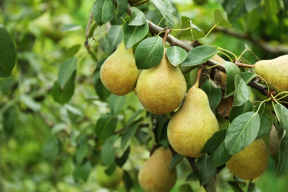 Por último, el peral y sus frutas, las peras, son maravillosas para los nativos de Piscis. ¡Hay mucho de dónde escoger!