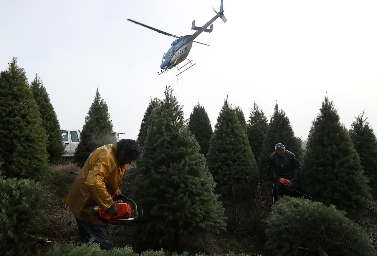 Los árboles se cosechan utilizando helicópteros para garantizar la frescura del producto con un impacto ambiental mínimo.