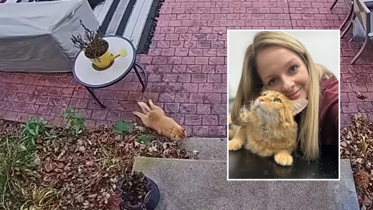 ¿Quién le disparó a Timmy? Una familia de Crystal Lake cuenta la historia de su 'gato invencible'