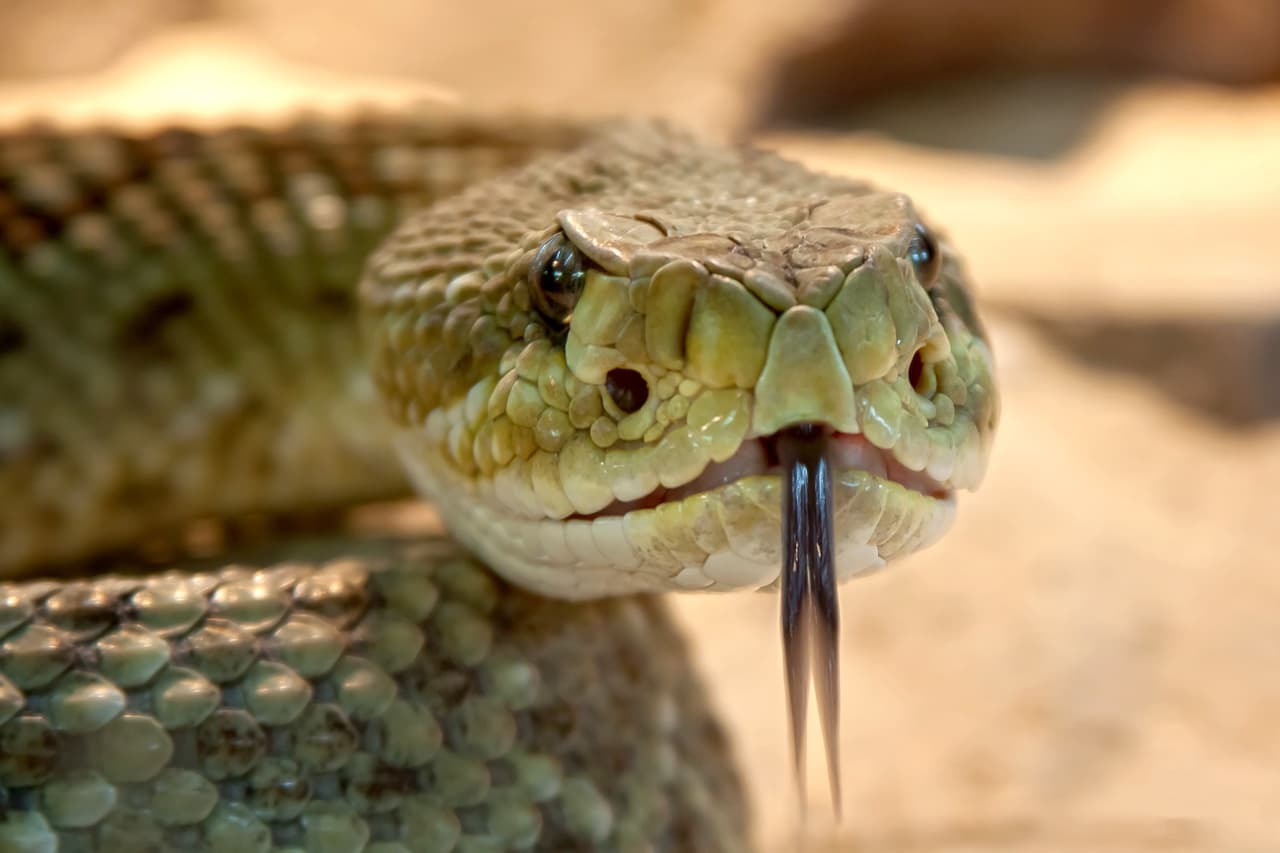 <b>Serpientes de cascabel</b> 
<br>Mottled Rock rattlesnake 
<br>
<br>Es color clara con bandas cruzadas oscuras ampliamente espaciadas. Es pequeña y delgada con una longitud promedio de aproximadamente dos pies. Se encuentra en las zonas montañosas del oeste de Texas.
<br>
<br>También está la 
<b>Banded Rock rattlesnake </b>que
<b> </b>es similar a la Mottled Rock rattlesnake, pero de color gris verdoso más oscuro. Se encuentra solo en el extremo occidental de Texas.