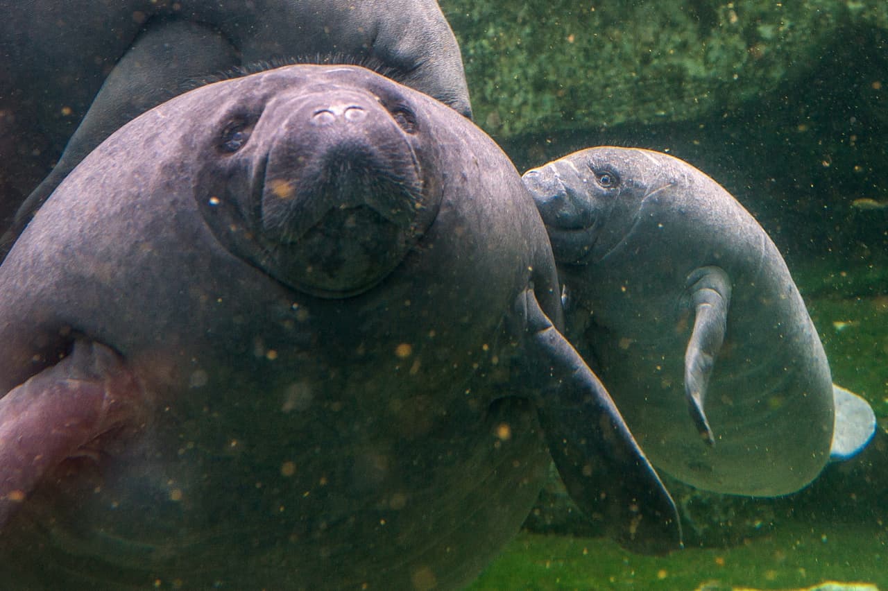 <b>Inmersiones prolongadas. </b>Se ha demostrado, sin embargo, casos en los que estos animales son capaces de mantenerse sin respirar en el agua hasta por 20 minutos.