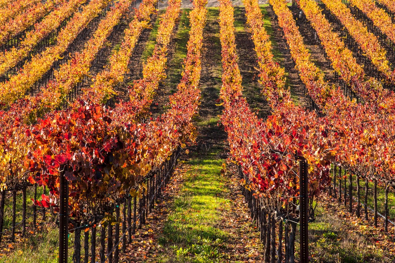 <h2 class="cms-H2-H2">25. Santa Rosa, California</h2>
<br>
<br>💵 
<b>Salario mínimo por hora a partir del 1 de enero de 2023:</b> $17.06
<br>
<br>