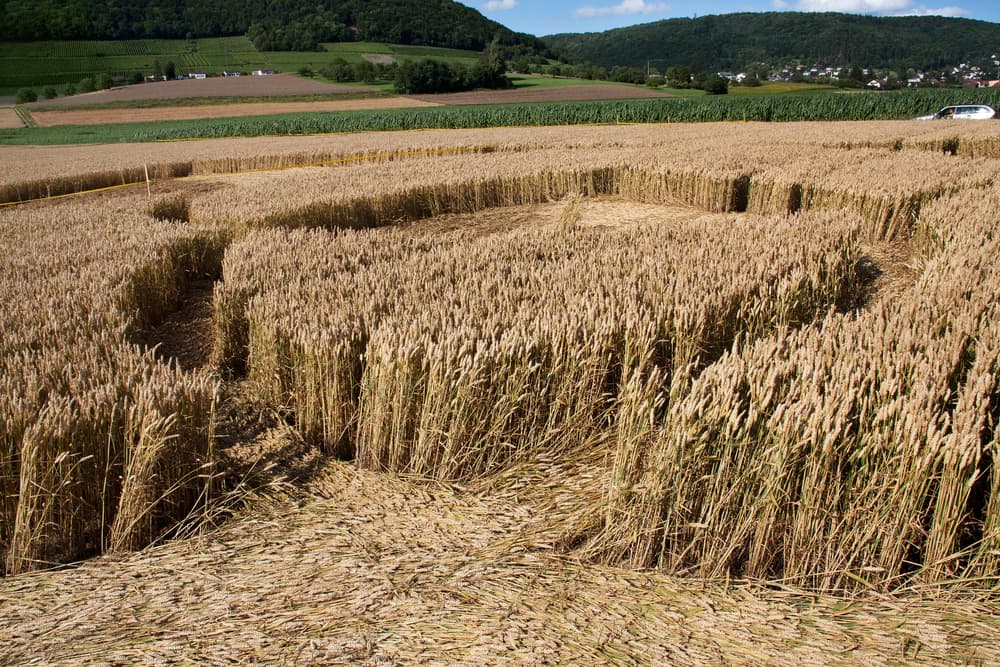 ¿Y cómo les quedaban tan bonitos y simétricos? Según estos individuos, basta sólo adentrarse en los campos de cereal con buenas herramientas, pero también desde algo tan sencillo como tablones de madera y cuerdas para delimitar las áreas que luego tumbarían.
