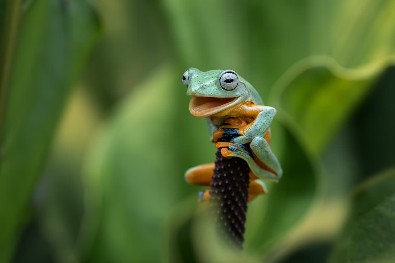 <b>‘Sí, lo hice’ </b>
<br>
<br>“Una rana trepó a una flor de una planta, y cuando llegó al final se rió celebrando su éxito”, dijo el autor de esta foto, tomada en Tangerang, Indonesia.