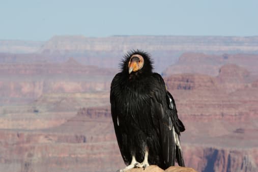 <b>Cóndor de California.-</b> Es el ave voladora más grande de América del Norte. Sus alas pueden estirarse casi 10 pies de punta a punta. Son aves carroñeras que se alimentan con los cadáveres de grandes mamíferos, como el ganado y los ciervos. Pese a que en la antigüedad los nativos americanos consideraban a esta ave como sagrada, su caza desmedida los ha llevado a formar parte de la lista de animales en estado crítico en camino a la extinción. 
<br>