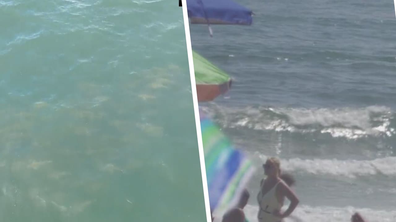 Vigilan con drones playas de Long Island ante presencia de tiburones