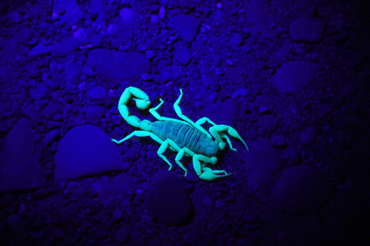 Use una luz negra después del anochecer, bajo la luz negra los escorpiones brillan del color de una barra luminosa verde.