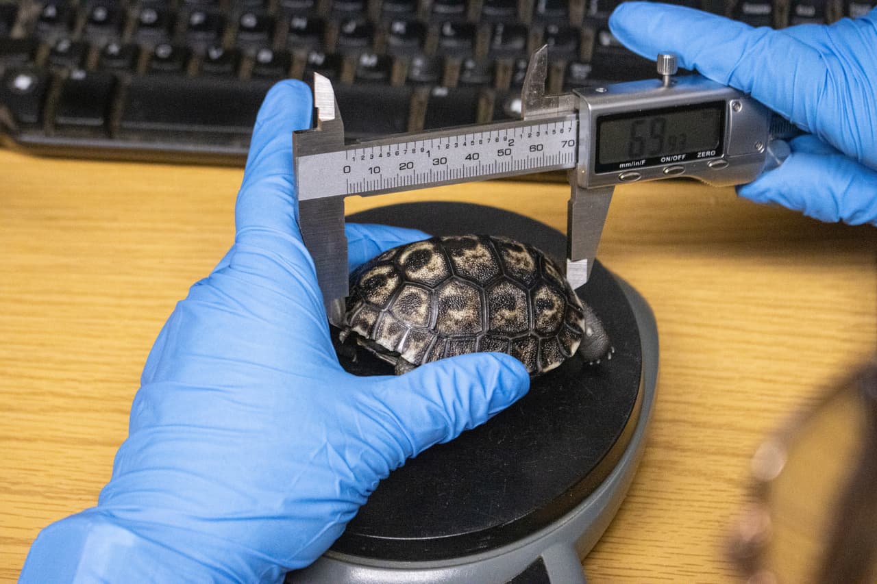 Las crías de tortuga están creciendo y alimentándose adecuadamente en la Casa de Reptiles y Anfibios del zoológico. Cada cría pesa entre 70 y 80 gramos, lo que equivale al peso de un huevo de gallina.