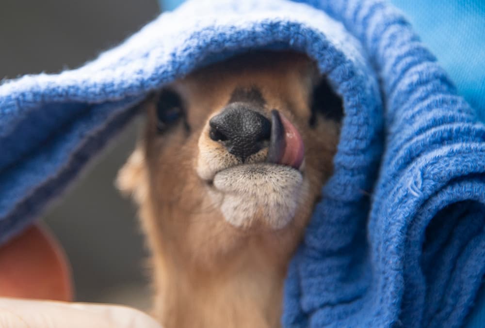 El zoológico de Miami anunció que después de aproximadamente cinco meses y medio de embarazo, nació un antílope africano en un área fuera de la exhibición.