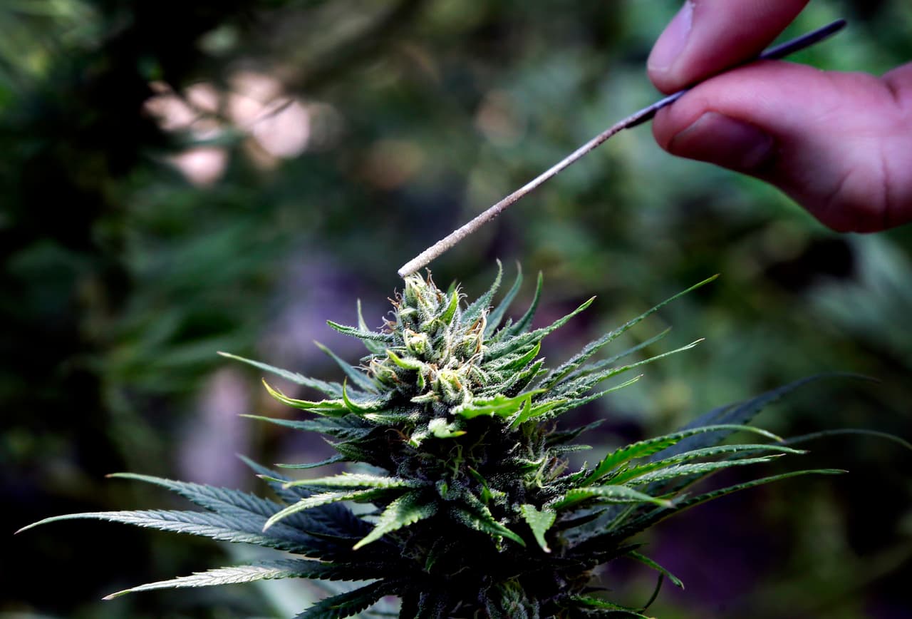 <b>¿Qué es el CBD? </b>Es uno de los 100 componentes encontrados en la marihuana. Se extrae usando alcohol o dióxido de carbono. Se mezcla con aceite y eso se le agrega a cremas y lociones, y son vendidas en caramelos y gotas líquidas.