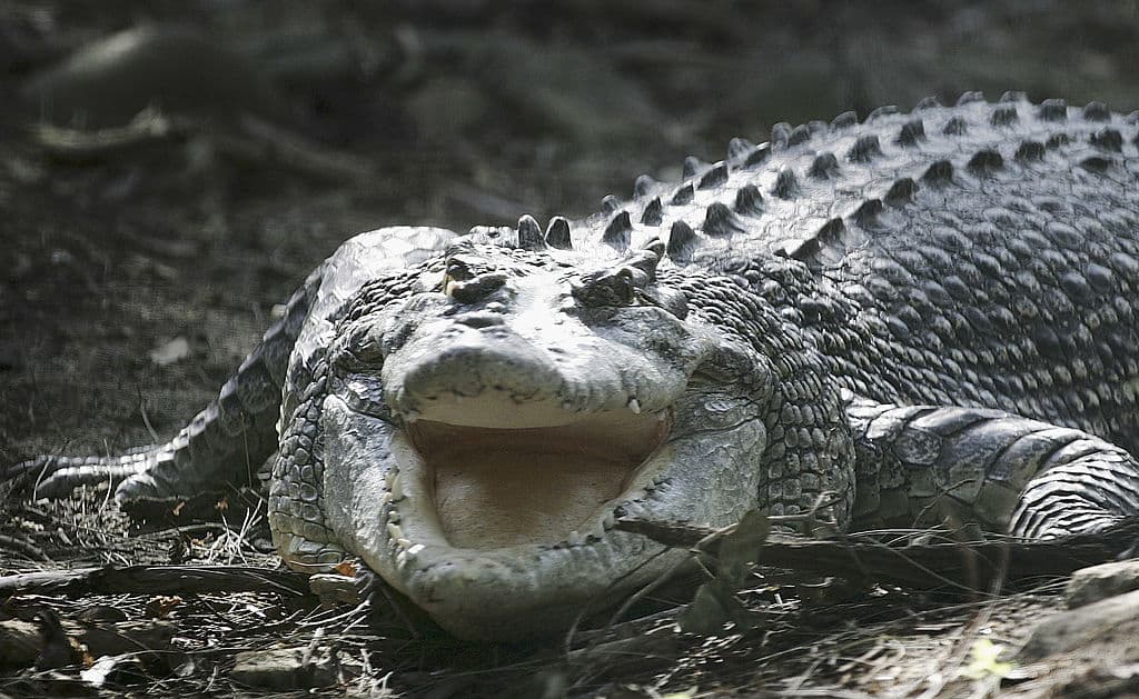 Las autoridades dicen que si necesita remover un cocodrilo de su propiedad, llame al 866-FWC-GATOR (866-392-4286).