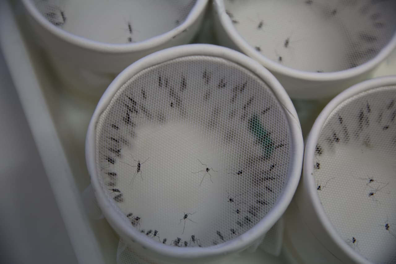 La malaria es causada por el parásito Plasmodium y transmitida por los mosquitos hembras del género Anopheles (que pican al caer el sol y durante la noche).