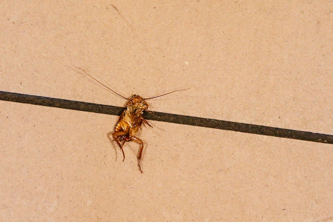 Colocar sacos de olor de menta o granos de café han demostrado que funciona en contra de los insectos.