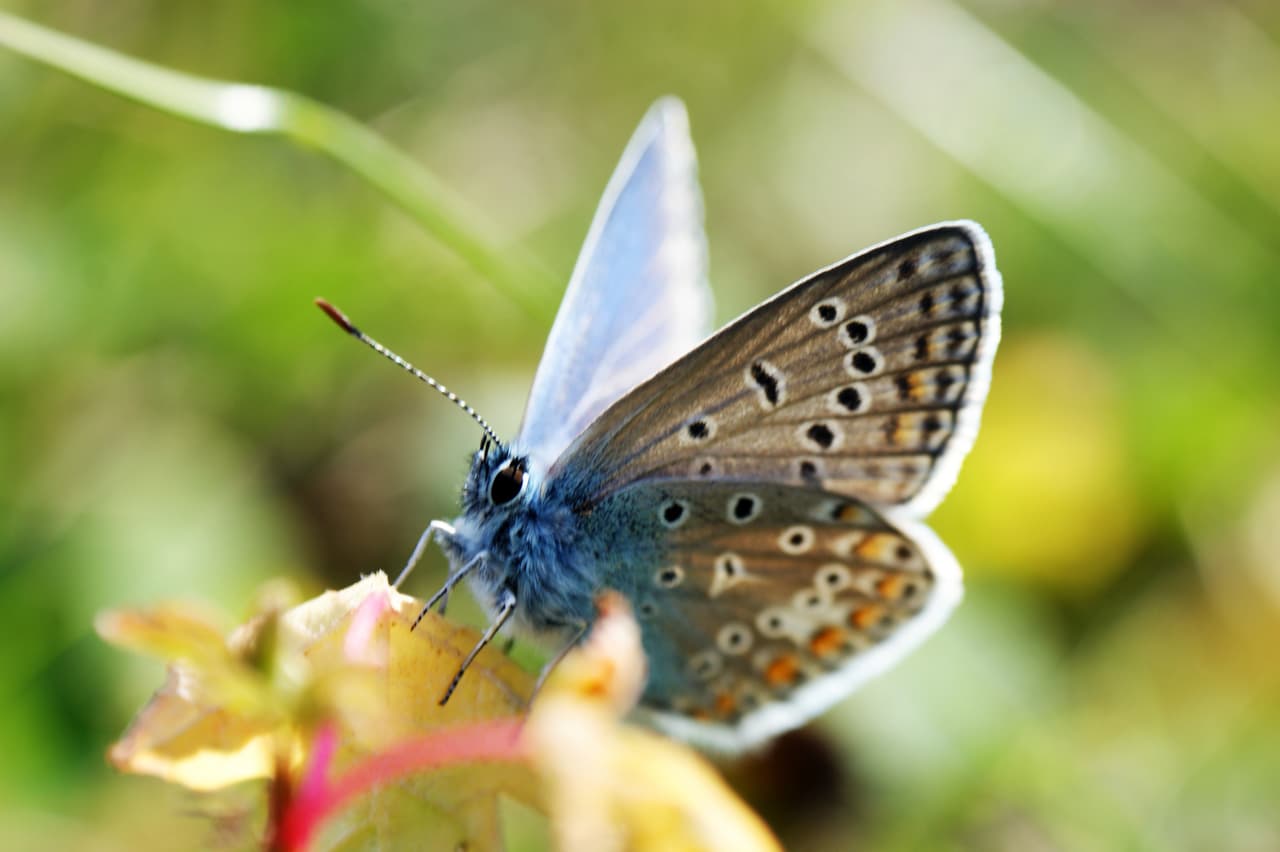 <h3 class="cms-H3-H3">Mariposa azúl</h3>
<br>
<br>Esta especia estuvo extinta en estado salvaje durante 40 años, 
<b>hasta el año pasado cuando fue reintroducida con éxito</b>, luego de un lustro en el que los investigadores pasaron preparando un terreno al sur del Reino Unido donde gracias a este esfuerzo se han podido detectar unos 750 de estos 
<a href="https://www.univision.com/temas/insectos">insectos</a>. 
<br>