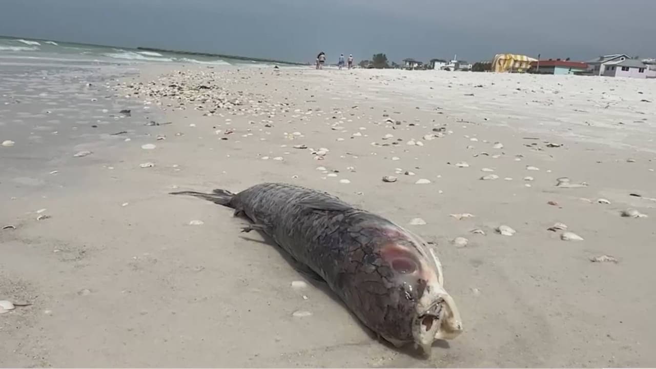 Bañistas descubren peces muertos en las playas de Sarasota a causa de la marea roja