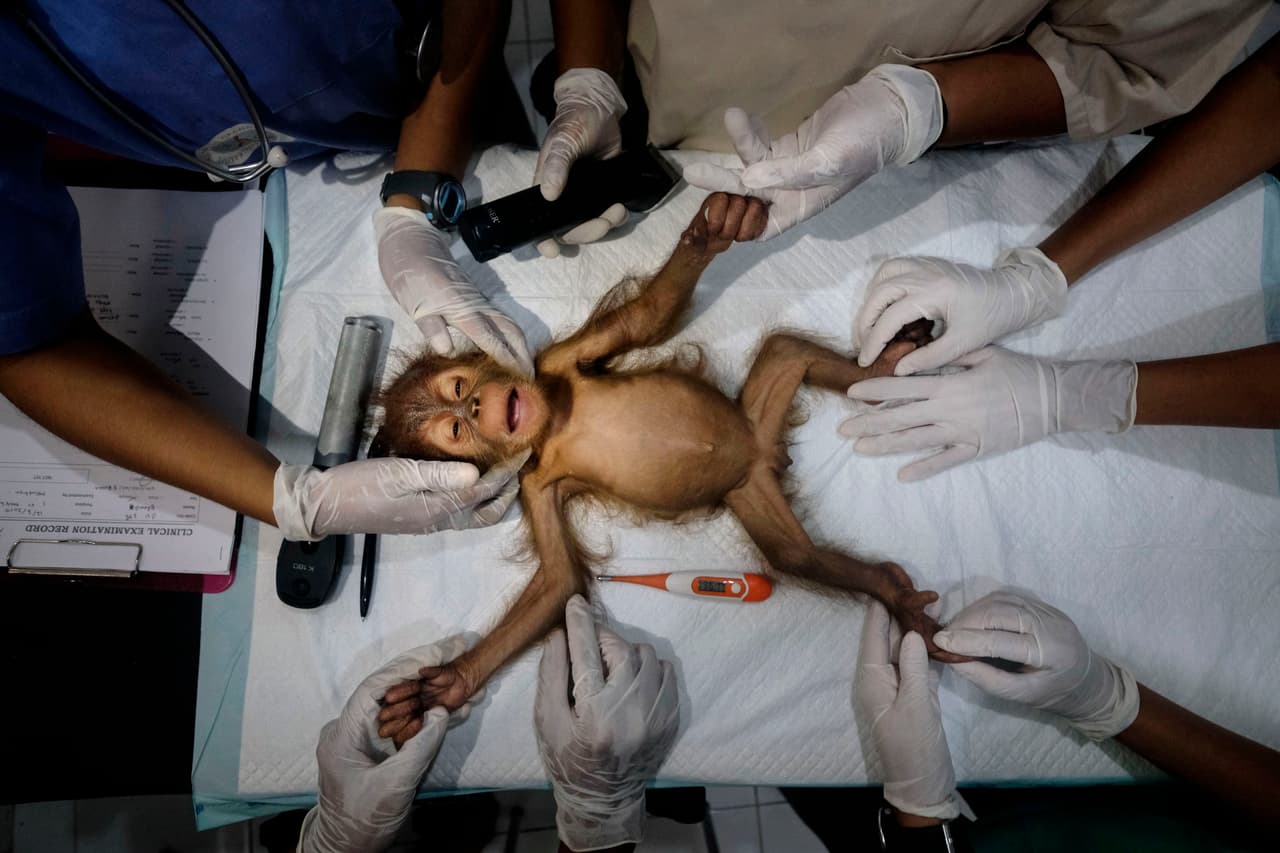 <b>‘Salvando orangutanes’</b>
<br>
<br>Un equipo del programa de conservación de orangutanes de Sumatra “preparando para una cirugía a Brenda, una orangután de tres meses de edad”, explica el autor de esta imagen. La imagen resultó ganadora en la categoría ‘gente y naturaleza’.
<br>
<br>“Guiados por la ciencia, creamos soluciones innovadoras sobre el terreno para los desafíos más difíciles de nuestro mundo para que la naturaleza y las personas puedan prosperar juntas”, se lee en el comunicado de 
<i>The Nature Conservancy</i> sobre el premio.