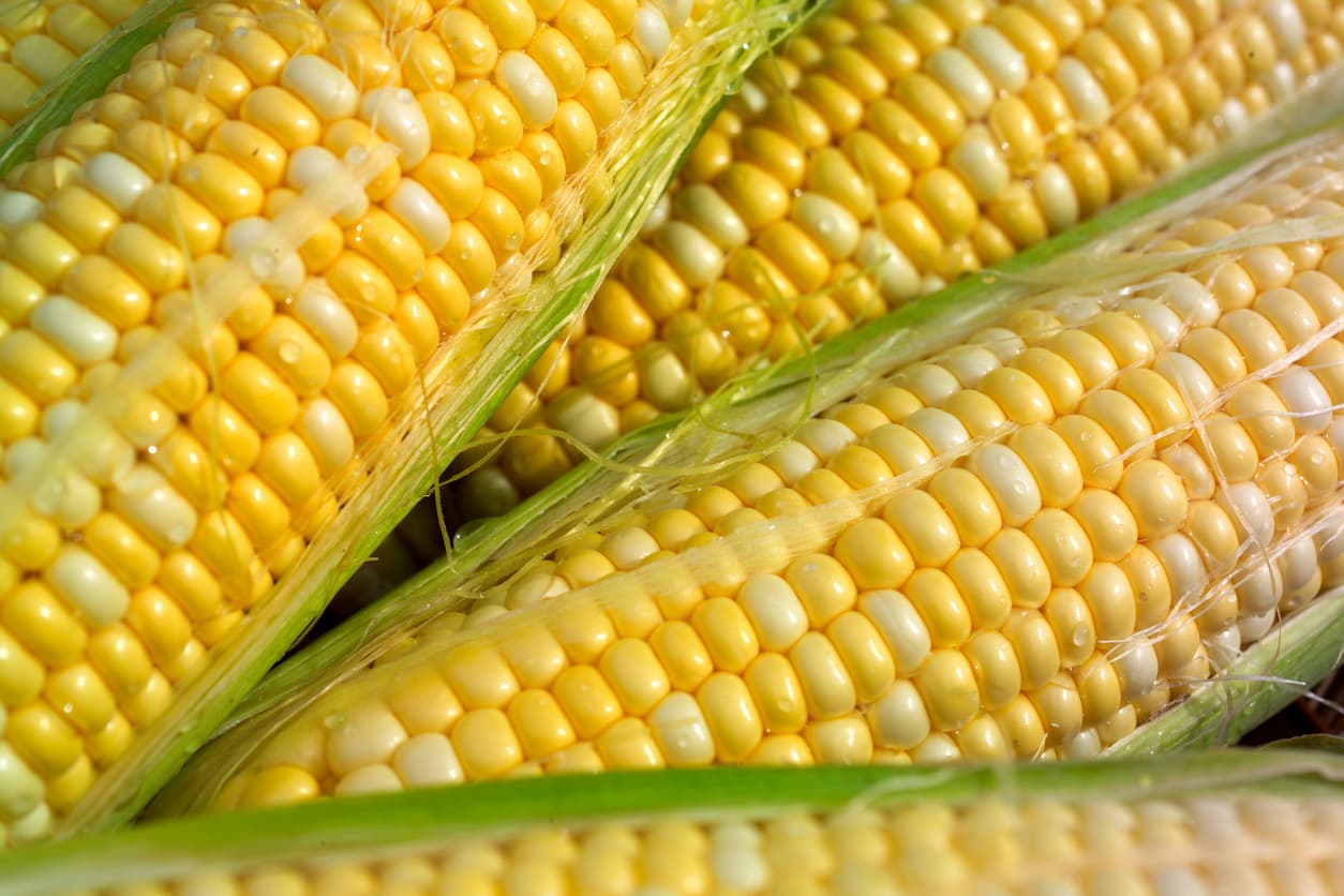 <b>Maíz dulce. </b>Investigadores consideran que los productos orgánicos contienen menos residuos de pesticidas.