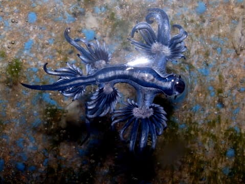 El nombre científico del dragón azúl es Blue Glaucus o Glaucus atlanticus. 
<br>