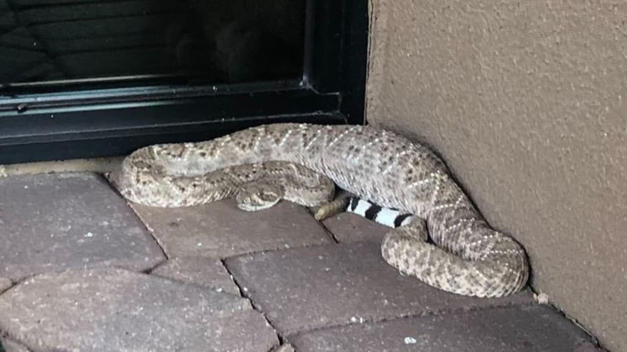 Temporada de serpientes: Sigue estos 6 consejos para evitar atraer víboras cerca de tu casa