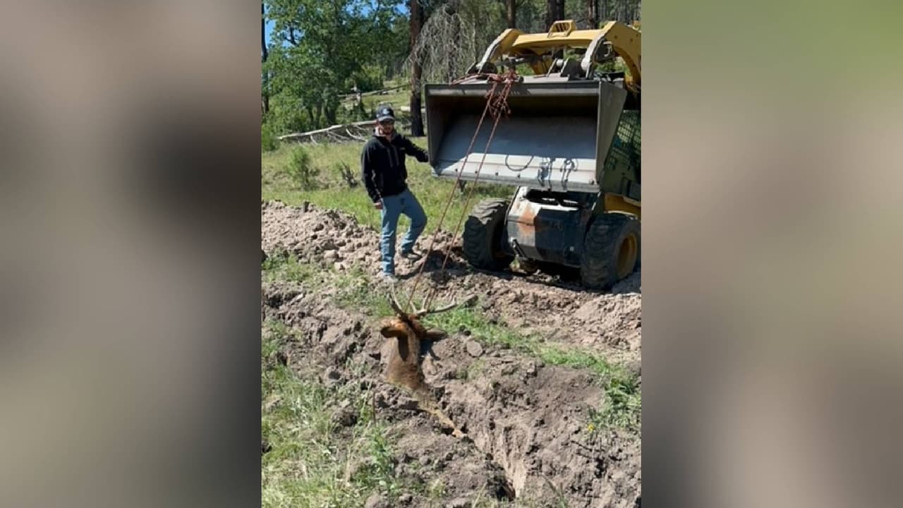 Un elemento de la agencia estatal llegó al lugar para revisar la situación y comprobó que el ciervo se encontraba en un surco de al menos 6 pies de profundidad.