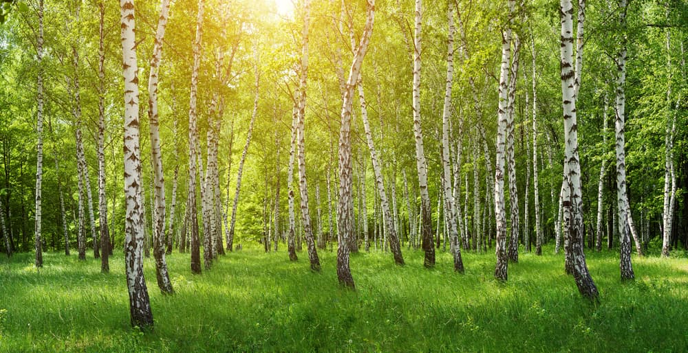 Otro elemento de la naturaleza que funciona a la perfección con un Virgo son los abedules. Si llevas contigo unas hojas o un trozo de corteza de este bellísimo árbol, obtendrás un pequeño amuleto que te protegerá.