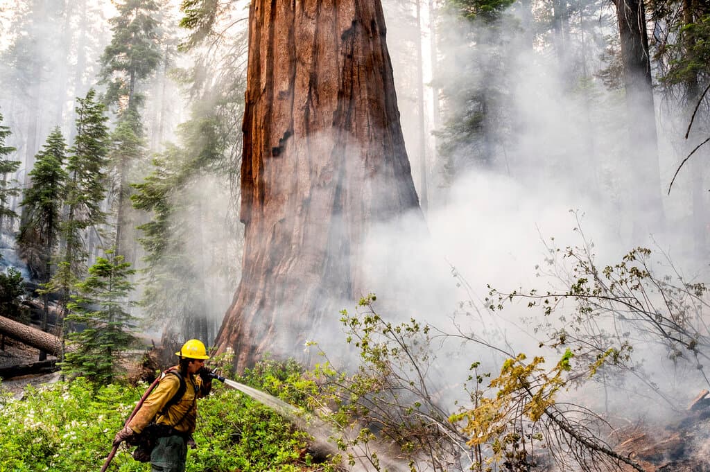Más de 500 secuoyas antiguas estaban amenazadas en el famoso Mariposa Grove, pero hasta el momento no ha habido informes de daños severos a ninguno de esos árboles, que tienen nombres, como por ejemplo el Grizzly Giant, de 3,000 años.